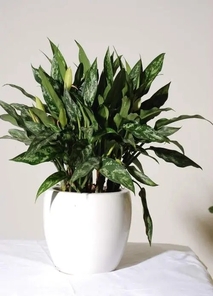 宁波奉化植物租赁哪家好 宁波奉化植物租赁哪家好